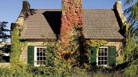 Are Climbing Plants Really Bad for Your House?