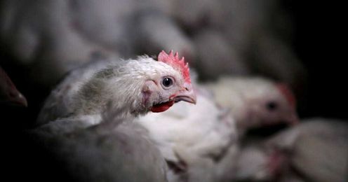 The Ugly Secrets Behind the Costco Chicken