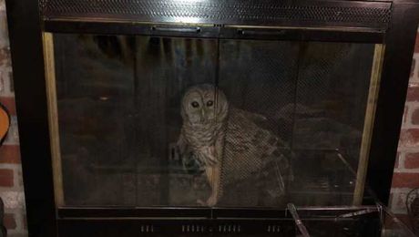 Whooo's that? Owl found sitting in family's fireplace 