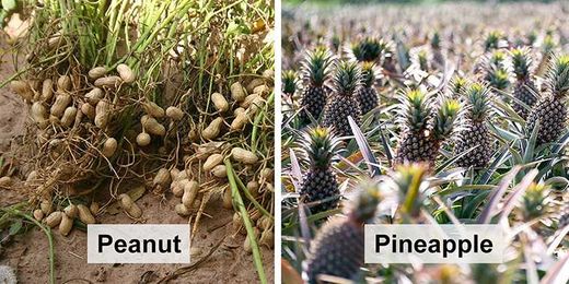 30 Inspiring Pics Showing How Food Looks Before It’s Harvested