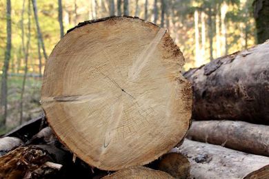 Civic group suggests cutting down old trees to tackle climate change
