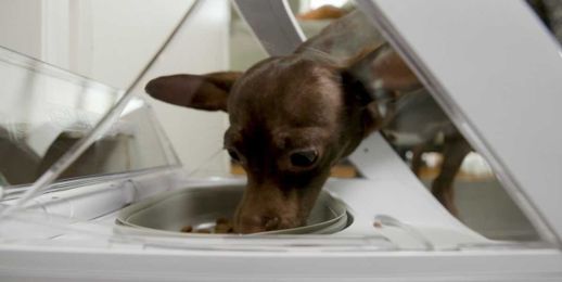 This Smart Pet Feeder Can Help You Manage Your Pet's Eating Habits