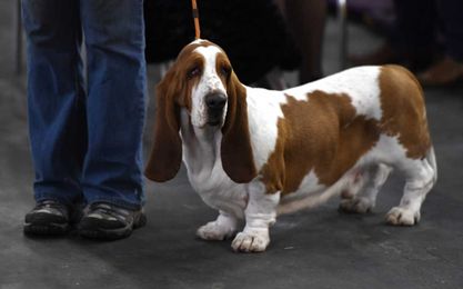 25 dog breeds that are known to be independent