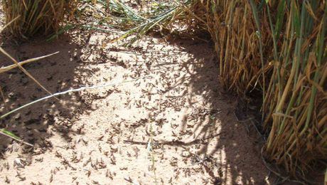 Rising locust numbers under the microscope