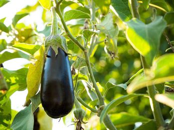 Now is the Time to Start Your Hudson Valley Vegetable Garden