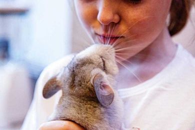 Top Considerations for Buying Habitats for Small-Animal Pets