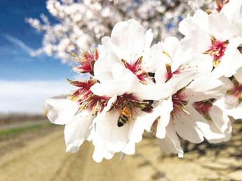 Orchards begin to bloom