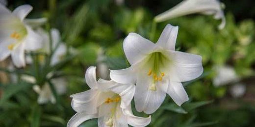 Keep Your Easter Lilies Looking Beautiful with These Tips