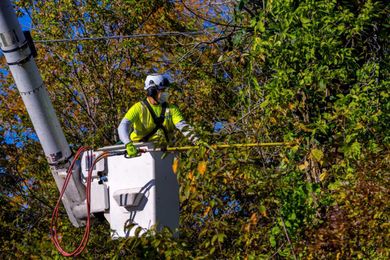 Answering your questions about our tree trimming practices