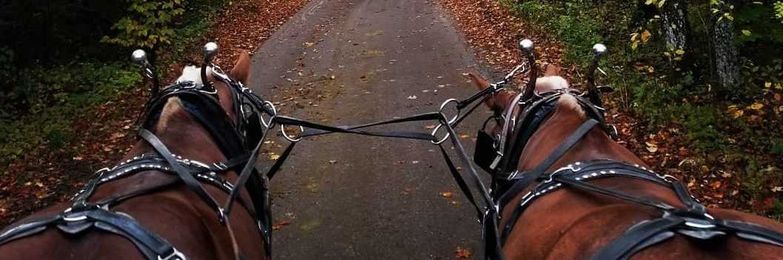 Drive-it-yourself horse drawn carriage