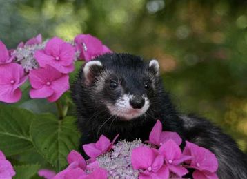 How to Make Ferrets Smell Better