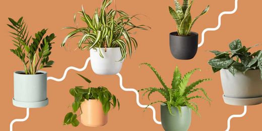 The 6 House Plants That Are Nearly Impossible To Kill (No Matter How Hard You Try)