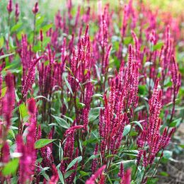 Beautiful Annuals That Keep the Deer Away