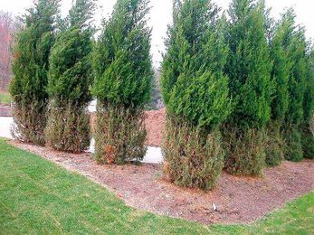 Tree Topics: Deer and your landscape