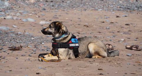 Dogs' Paws Are Cleaner Than Their Owners' Shoes