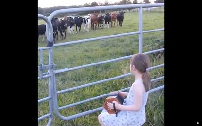 Watch these cows become enchanted by a little girl's concertina performance