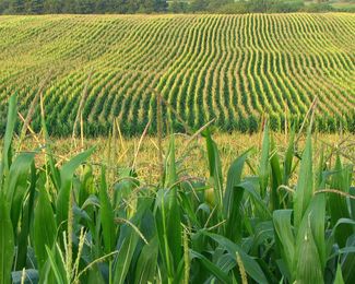 Midwest can adapt to climate change through soil management