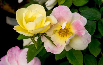 'Peach Lemonade' Roses Are the Color-Changing Flowers Your Garden Needs