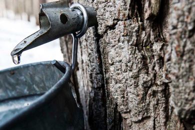 Old Sturbridge Village shows how maple syrup is made