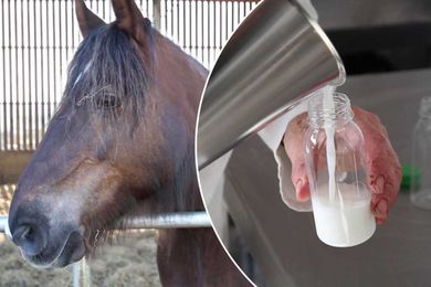 Horse milk: Yea or ‘neigh’?