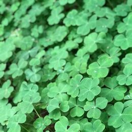 More than just shamrocks: Irish-style gardening, crafting a way to go green
