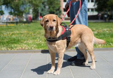 How Clean Are a Service Dog’s Feet?