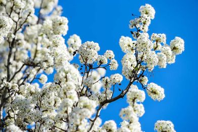 Why do Bradford pear trees smell like...that?