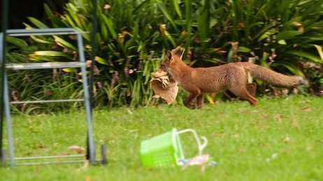 App used to track 'cunning fox' after it stole shorts containing phone, car keys