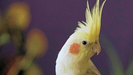For the birds: How to treat, enrich, protect your pet bird