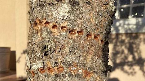 IN THE GARDEN: Cosmetic tree damage from birds, not bugs