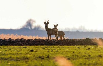 How Many Acres Do You Need For Food Plotting?