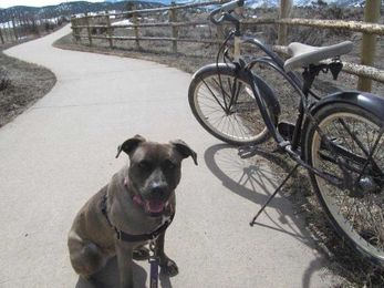 SECOND CHANCE: Cruisin' with your canine