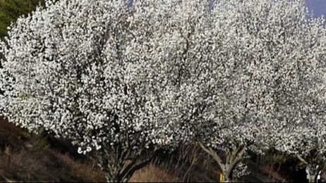 Native alternatives to plant instead of Bradford pear trees
