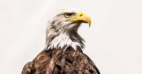 Scientists Finally Identify a Deadly Toxin That's Been Killing Birds
