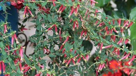 IN THE GARDEN: Plenty of options for hanging baskets — but consider weight