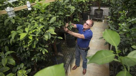 Citrus Researchers and Growers Building a Bright Future