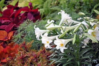 How To Care For Your Easter Lily