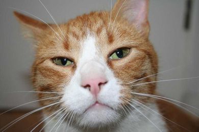 Does Your Cat Really Hate You? (You Should Read This.)