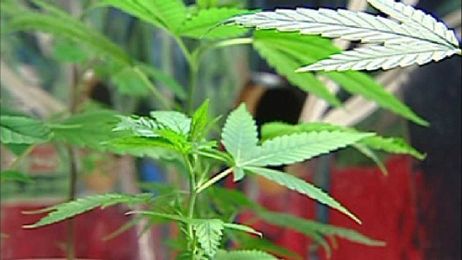 How new marijuana law affects medical cannabis