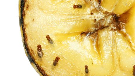 How to Kill Fruit Flies and Their Lookalikes