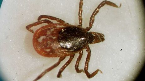 Why Missouri conservation officials are asking people to save ticks