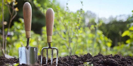 Thinking of Starting a Garden? Here's What You Need 
