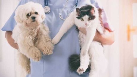 5 Smart Ways to Keep Vet Bills Affordable