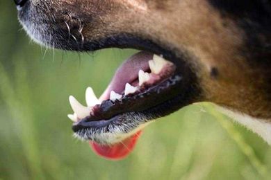 10 Tips for Dog Bite Prevention