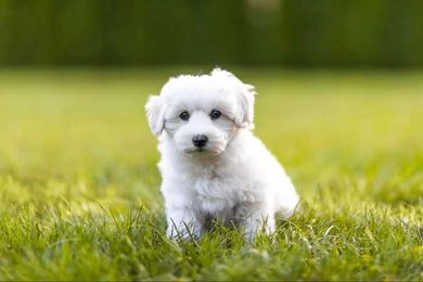 20 of the Cutest White Dog Breeds