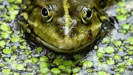 Tiktoker Says She Found Frog In Her Cheesecake Factory Mashed Potatoes