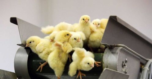 Why the US egg industry is still killing 300 million chicks a year