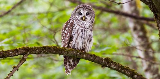 How to Attract Owls to Your Backyard