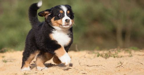 Study finds these 3 dog breeds are most at risk for cancer