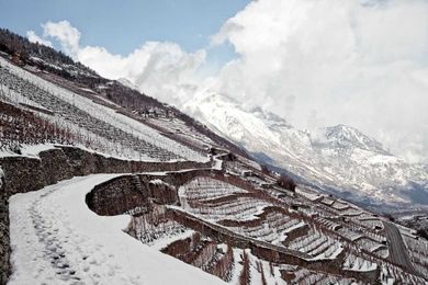 Wine, etc.: Swiss wines are hard to find, but worth the search